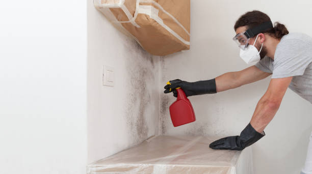 Professional Black Mold Remediation technician working in Norfolk, MA