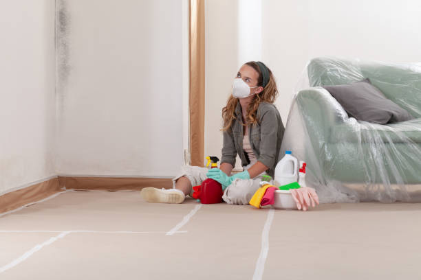 Reliable Black Mold Remediation contractor in Norfolk, MA by Mold Remediation HQ