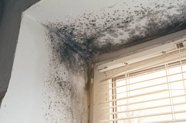 Affordable Black Mold Remediation solutions in Norfolk, MA